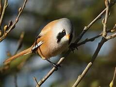 Bearded Reedling