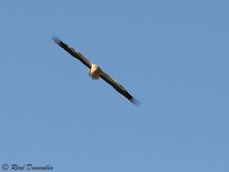 Egyptian Vulture