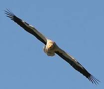 Egyptian Vulture