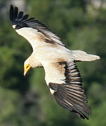 Egyptian Vulture