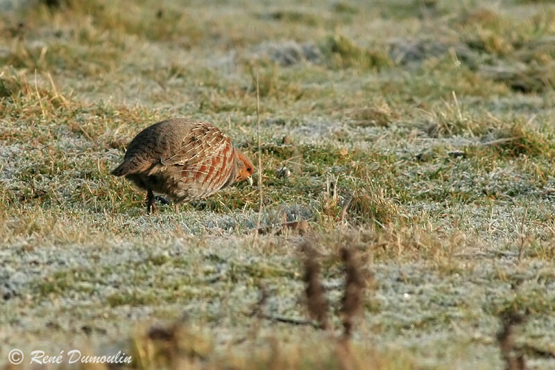 Perdrix grise mâle adulte, identification