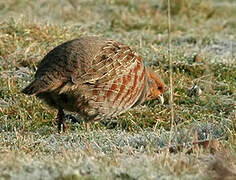 Grey Partridge