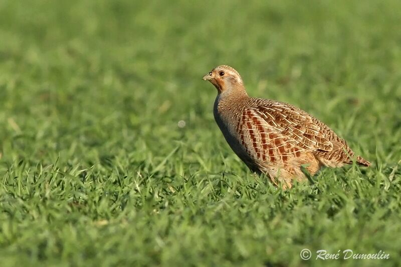 Grey Partridge, identification