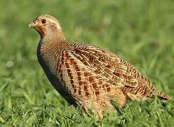 Grey Partridge