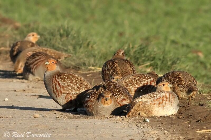 Grey Partridge, identification