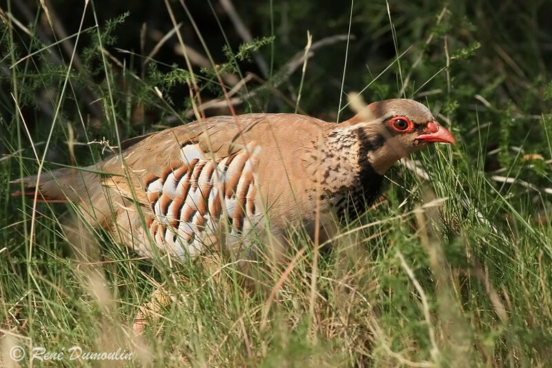 Perdrix rouge femelle adulte, identification