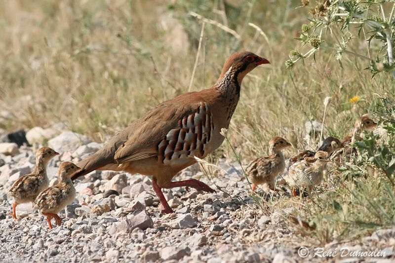 Perdrix rouge femelle adulte, identification