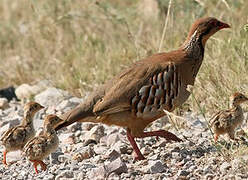 Red-legged Partridge