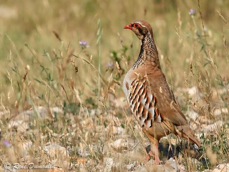 Perdrix rouge femelle adulte, identification