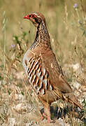 Red-legged Partridge