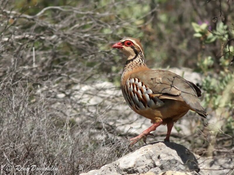 Perdrix rougeadulte, identification