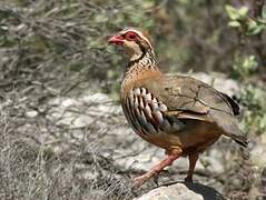 Red-legged Partridge