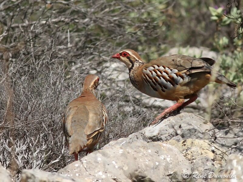 Perdrix rougeadulte, identification