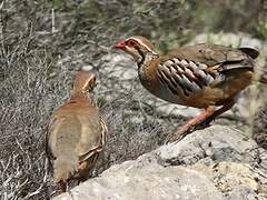 Red-legged Partridge