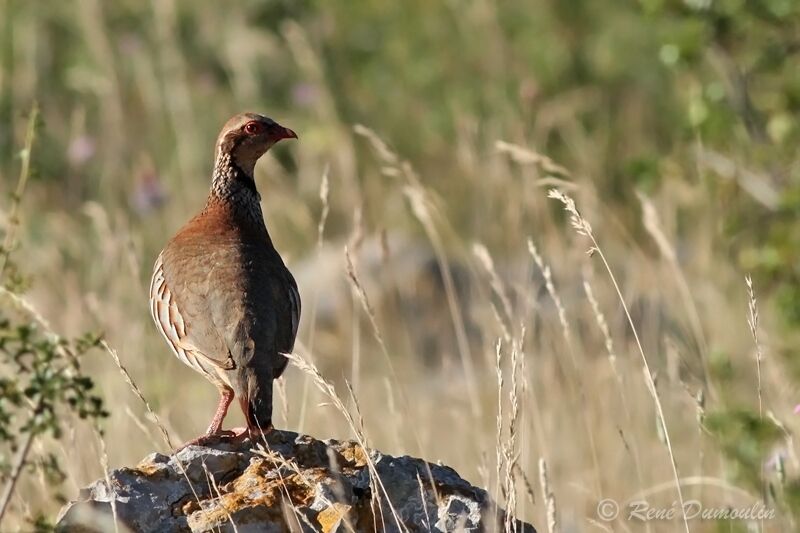 Perdrix rougeadulte, identification