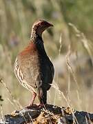 Red-legged Partridge