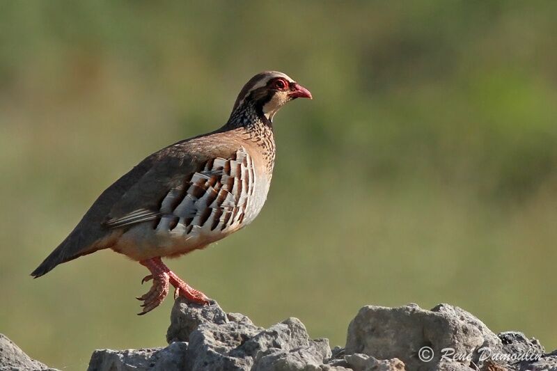 Red-legged Partridge