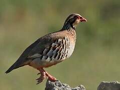 Red-legged Partridge