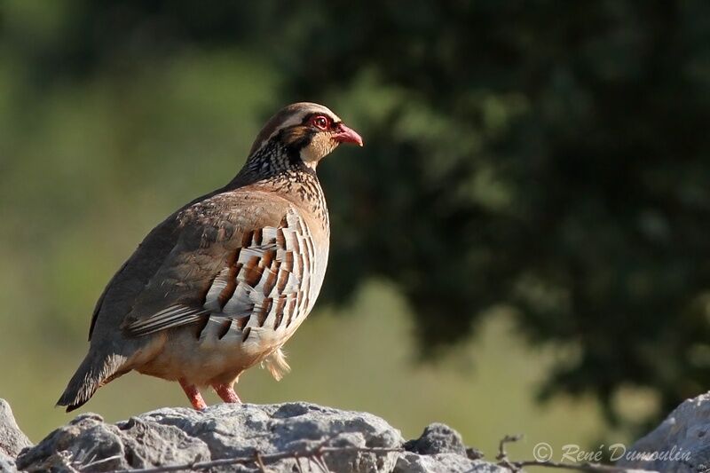 Red-legged Partridge