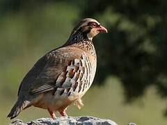 Red-legged Partridge