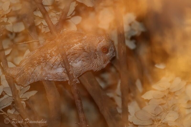 Petit-duc scops mâle adulte, identification