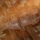 Petit-duc scops