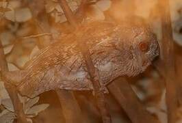 Eurasian Scops Owl