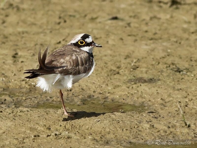 Little Ringed Plover male adult breeding, identification