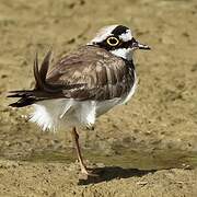 Little Ringed Plover