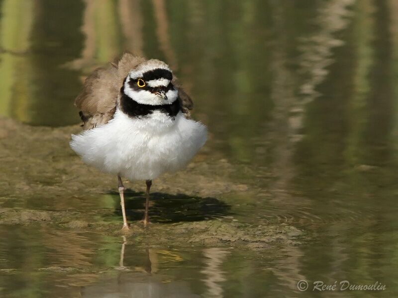 Little Ringed Plover male adult breeding, identification