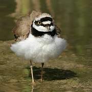 Little Ringed Plover