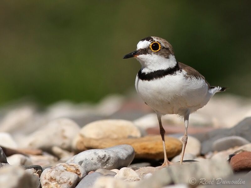 Little Ringed Ploveradult, identification