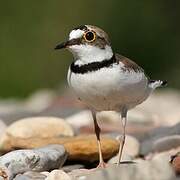 Little Ringed Plover