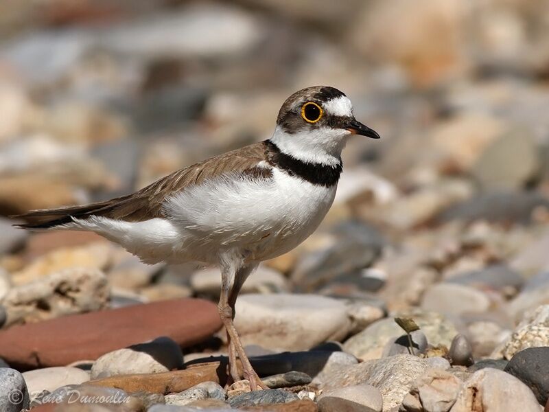 Little Ringed Ploveradult, identification