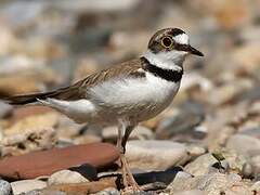 Little Ringed Plover