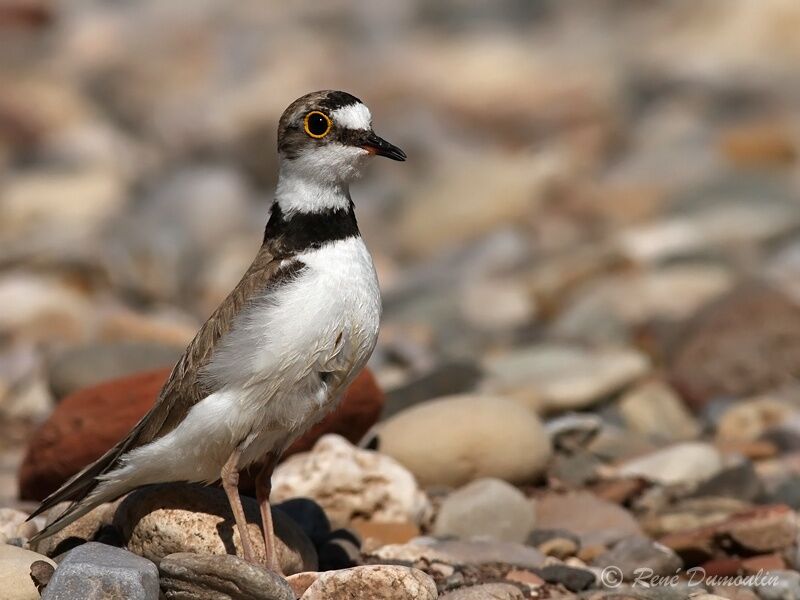 Little Ringed Ploveradult, identification