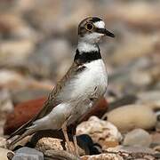 Little Ringed Plover