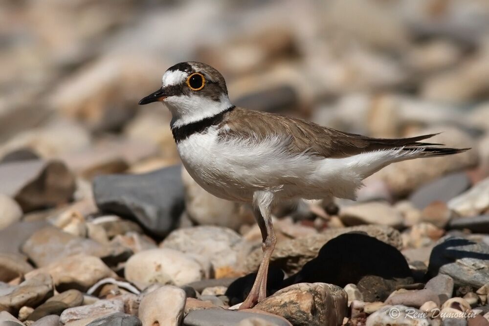 Little Ringed Plover female adult, identification