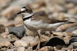 Little Ringed Plover