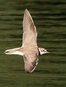 Little Ringed Plover