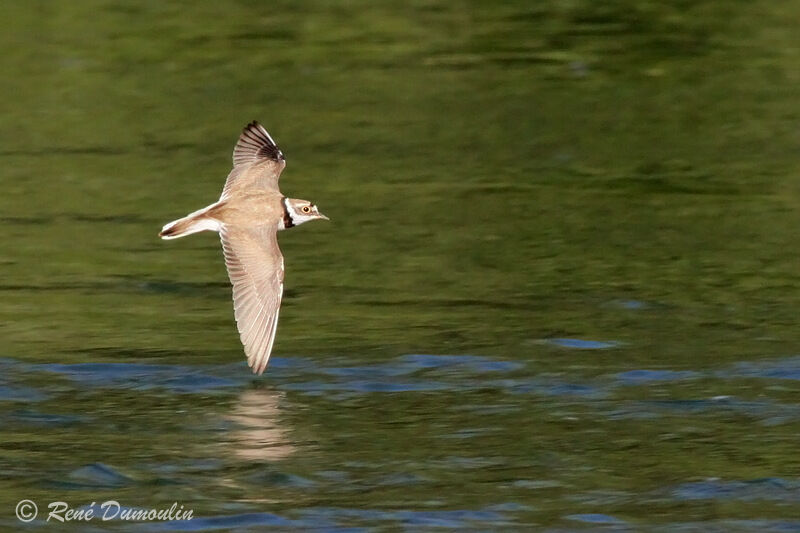 Little Ringed Ploveradult, Flight