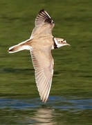 Little Ringed Plover