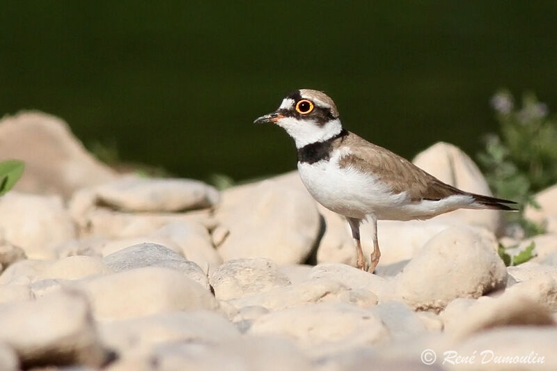 Little Ringed Ploveradult, identification