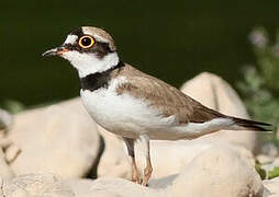 Little Ringed Plover