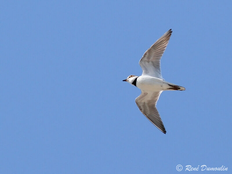 Little Ringed Ploveradult, Flight