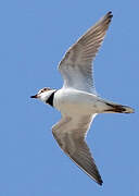 Little Ringed Plover