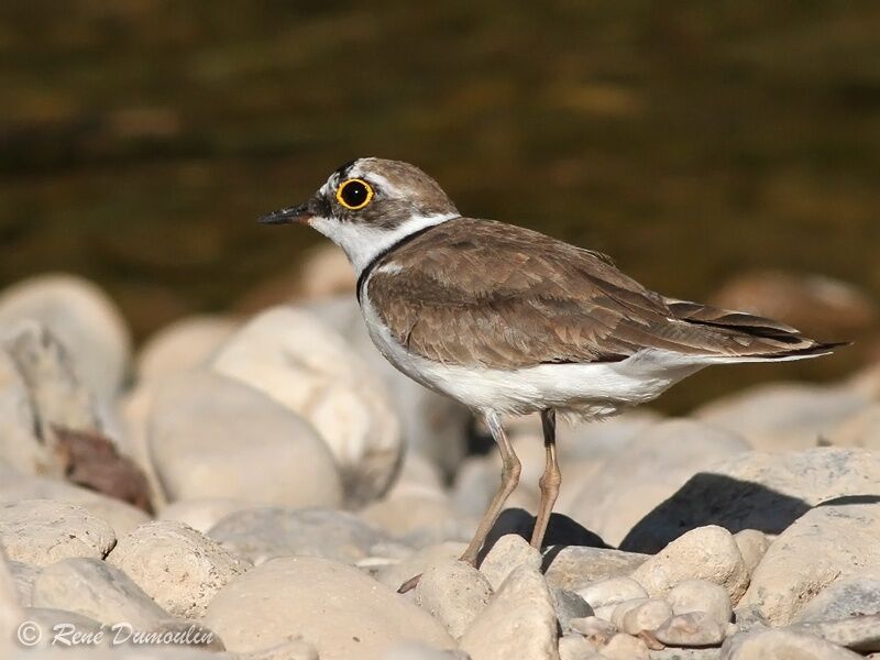 Little Ringed Ploveradult, identification