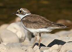 Little Ringed Plover