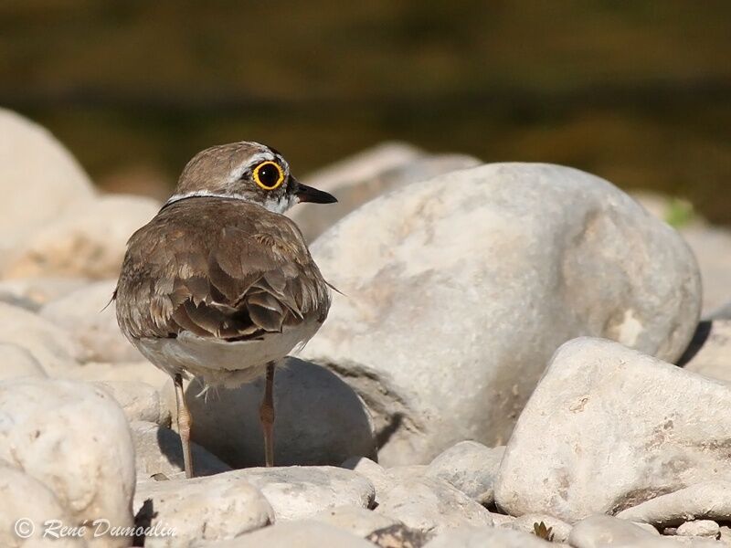 Little Ringed Ploveradult, identification