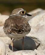 Little Ringed Plover